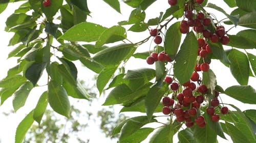 Cherry Fruit Bearing Tree 