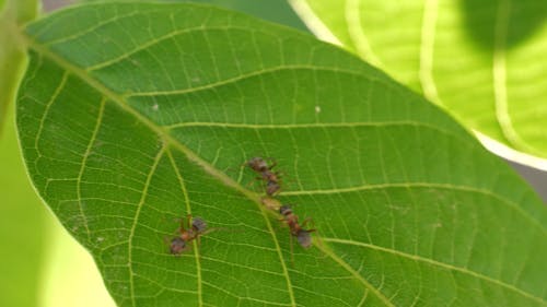 Three Ants Feeding On A Leaves Nutrients