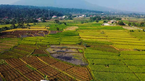 Снимки с дрона террас рисовых полей в долине