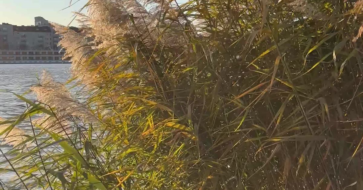 Tranquil Lakeside Reeds in Gentle Breeze Free Stock Video Footage ...