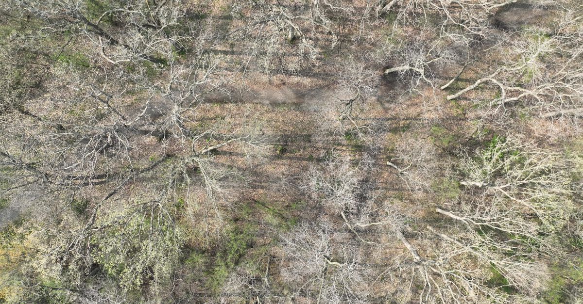 Sparse Forrest Aerial View of Sparse Winter Forest Canopy Free Stock Video Footage ...