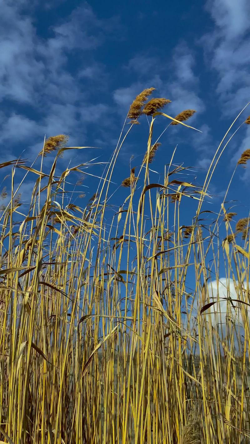 Reed View Low Angle View of Reeds Swaying in the Wind Free Stock Video Footage ...