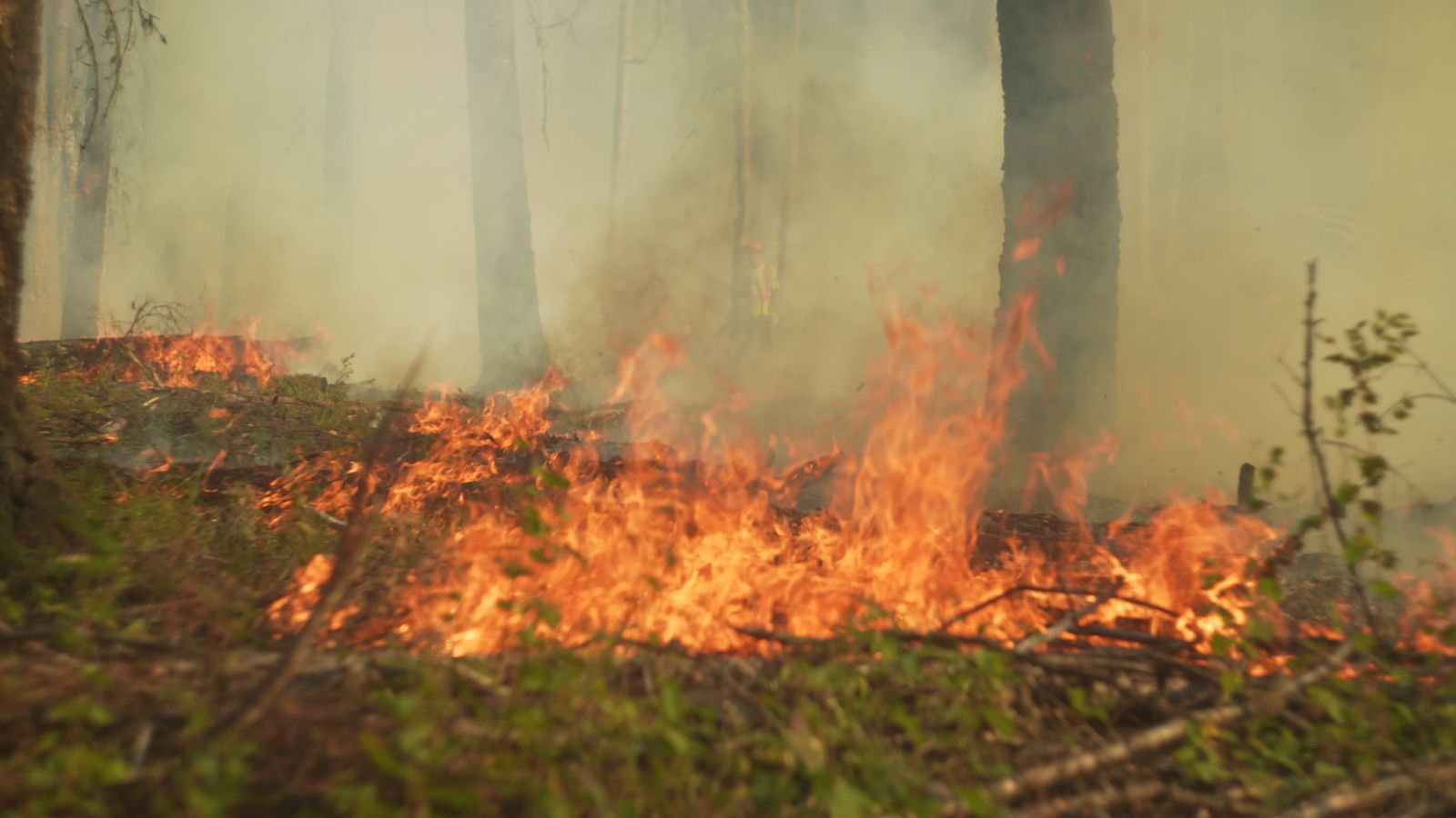 Forest Fire Videos, Download The BEST Free 4k Stock Video Footage ...