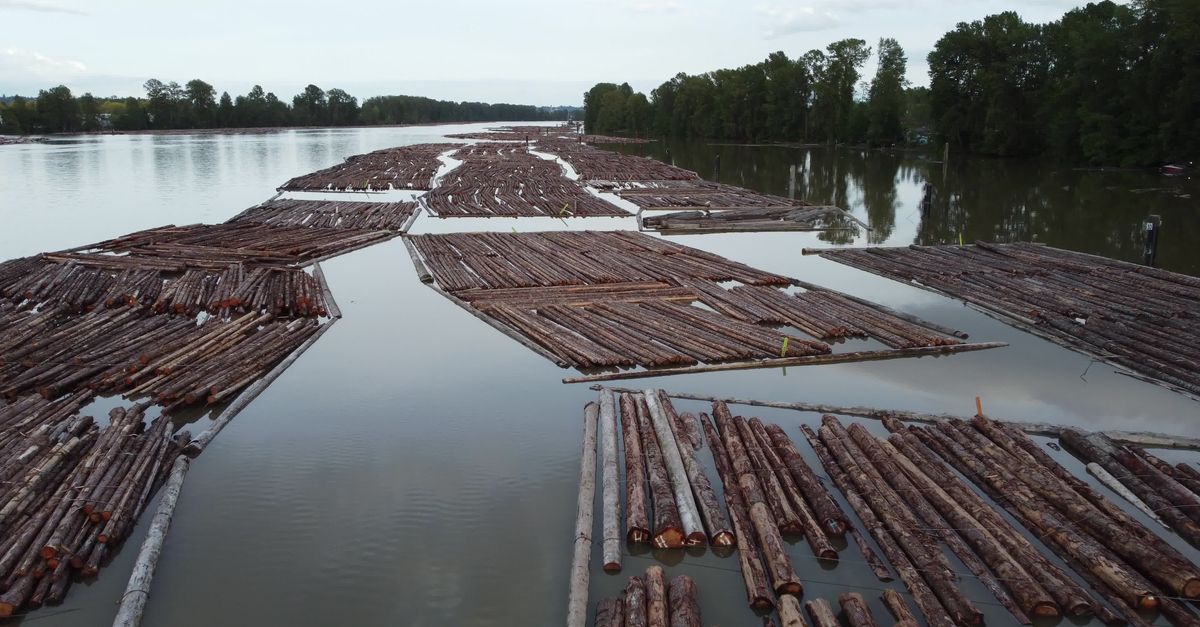 Logging Near Rivers Logging Operations on a Serene River Free Stock Video Footage, Royalty ...