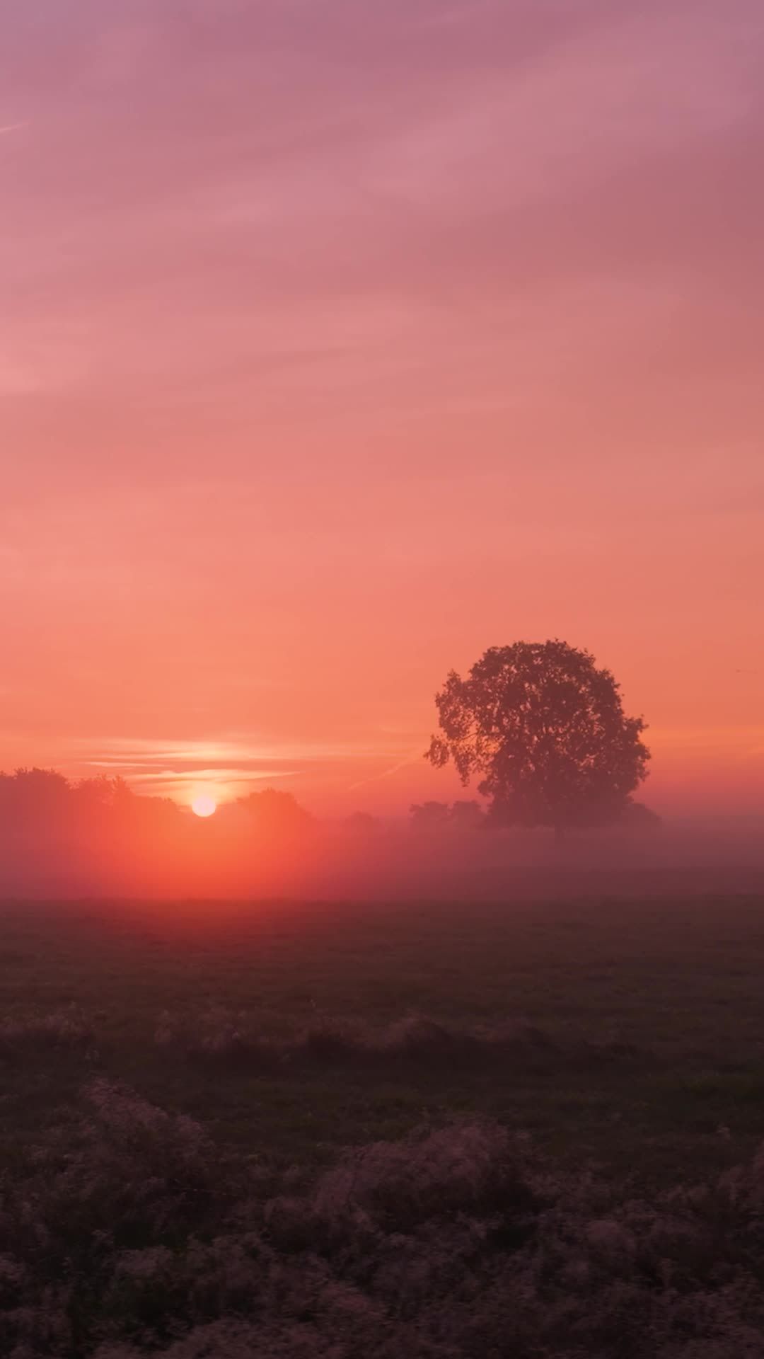 Serene Sunrise Over Misty Field Landscape Free Stock Video Footage ...