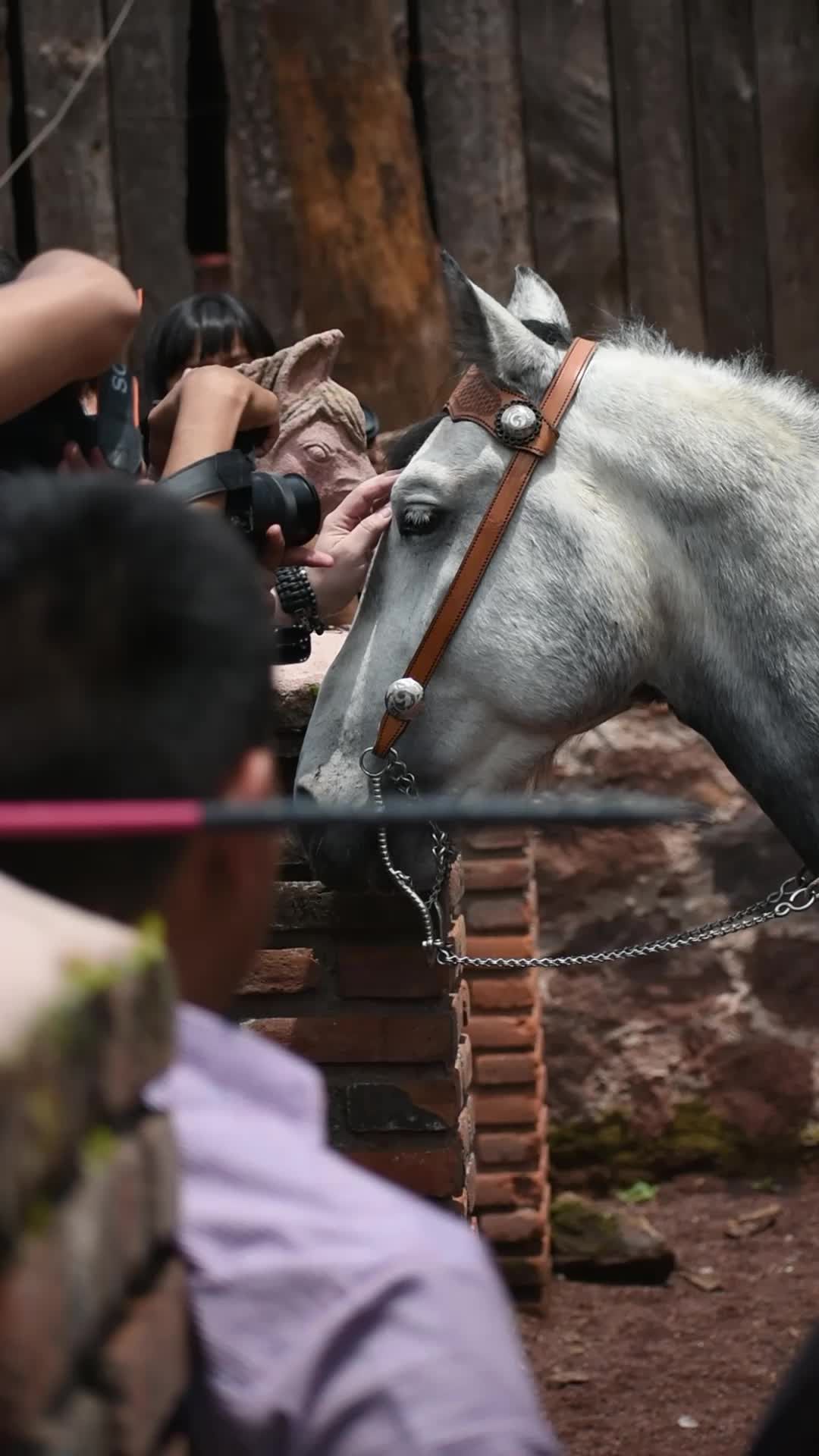 Blach Horse Videos, Download The BEST Free 4k Stock Video Footage ...