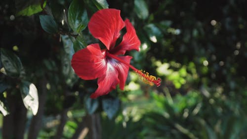 Close-up Footage Of A Red Gumamela Flower In Full Bloom