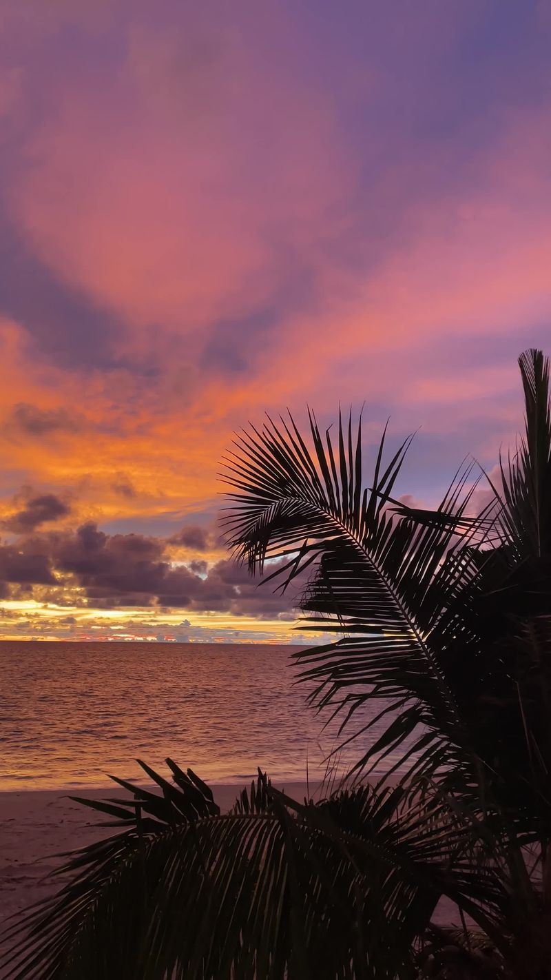 Serene Tropical Beach Sunset with Palm Trees Free Stock Video Footage ...