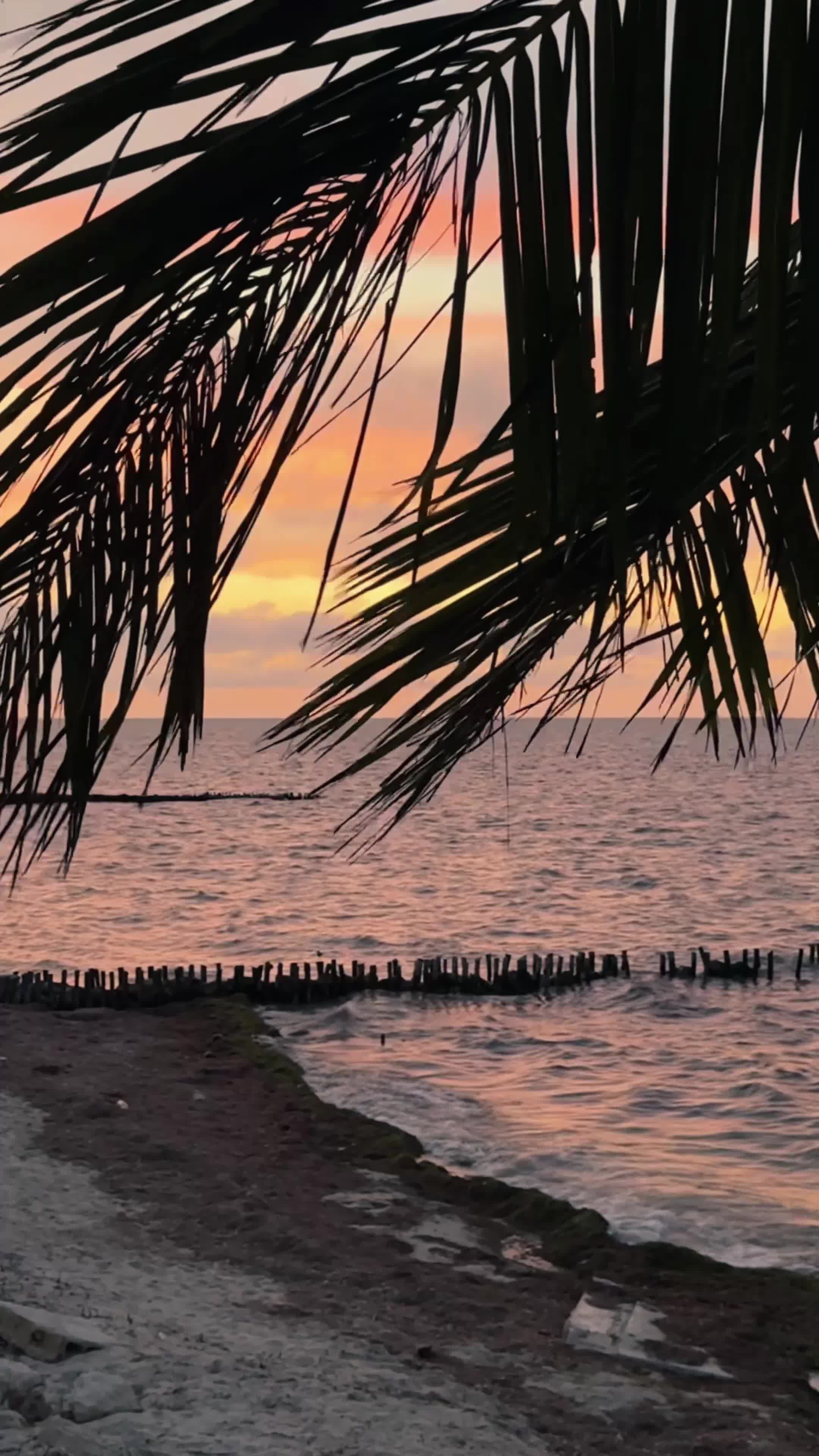 Serene Tropical Beach Sunset with Palm Trees Free Stock Video Footage ...