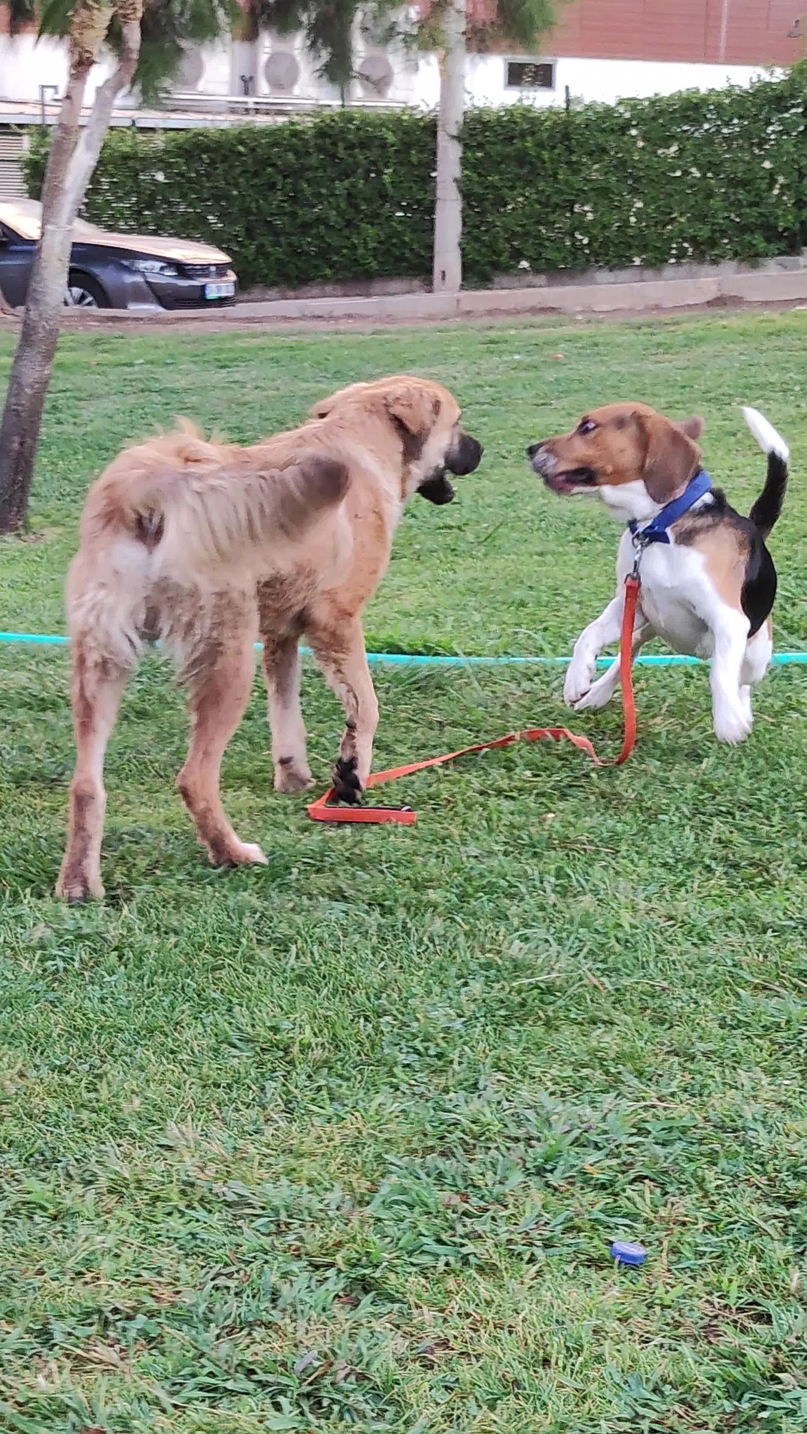 Two Dogs Relaxing in a Green Park Free Stock Video Footage, Royalty ...