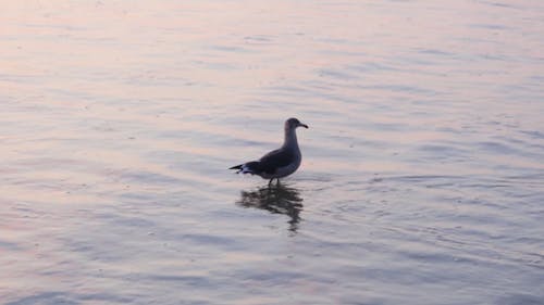 Un Pájaro Acuático Solitario Caminando Por Las Aguas Poco Profundas De La Orilla Del Mar