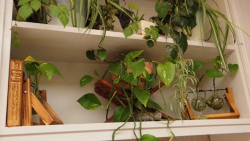 Ornamental Plants On Display In A Wooden Shelf