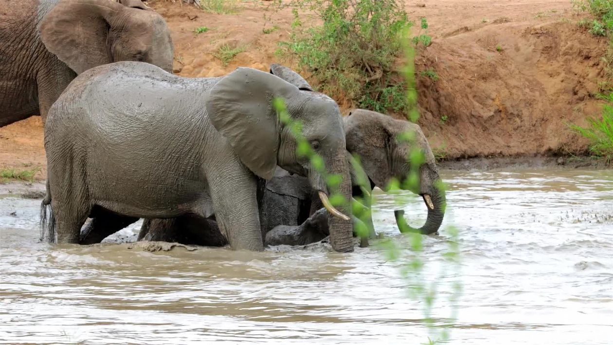 Gli Elefanti Si Godono Un Bagno Di Fango Nel Safari Africano · Video ...