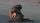 baboon