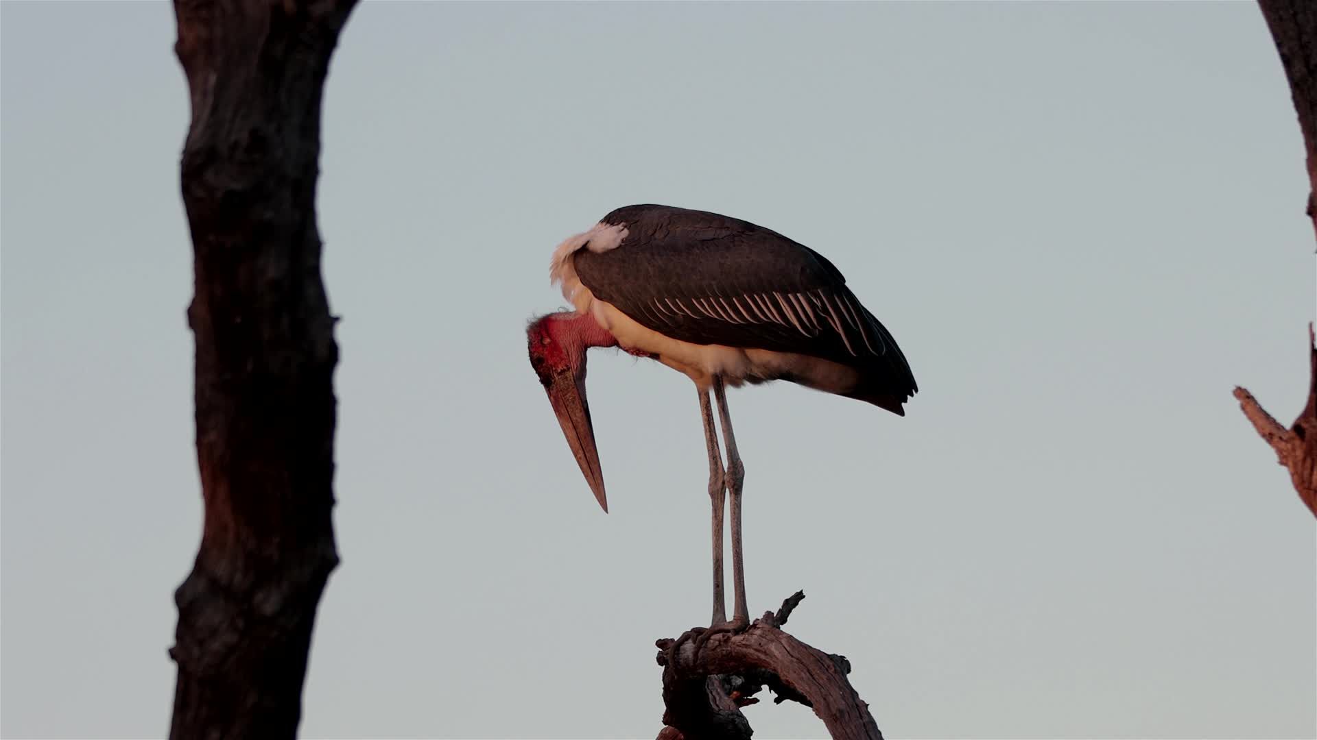 Application Stork Videos, Download The BEST Free 4k Stock Video Footage ...