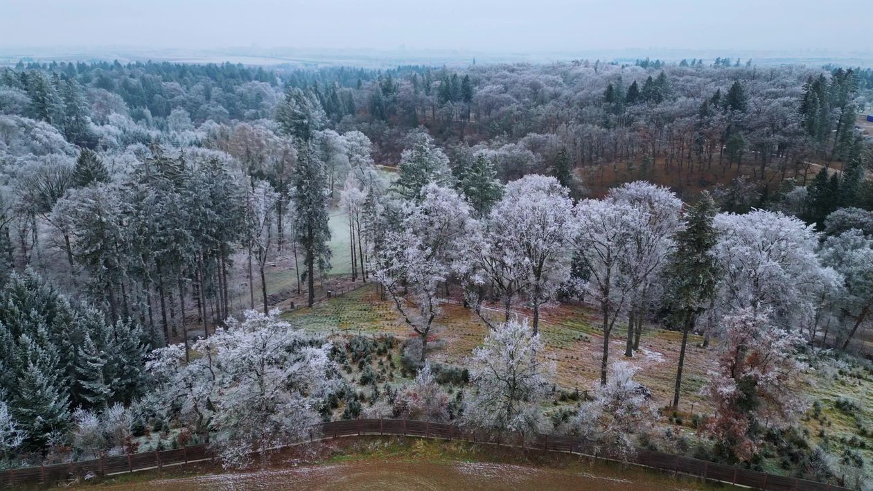 Snow-Covered Winter Forest Aerial View Free Stock Video Footage ...