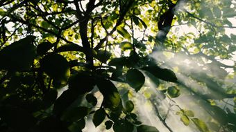 自然纪录视频素材视频素材免费下载免费下载视频素材