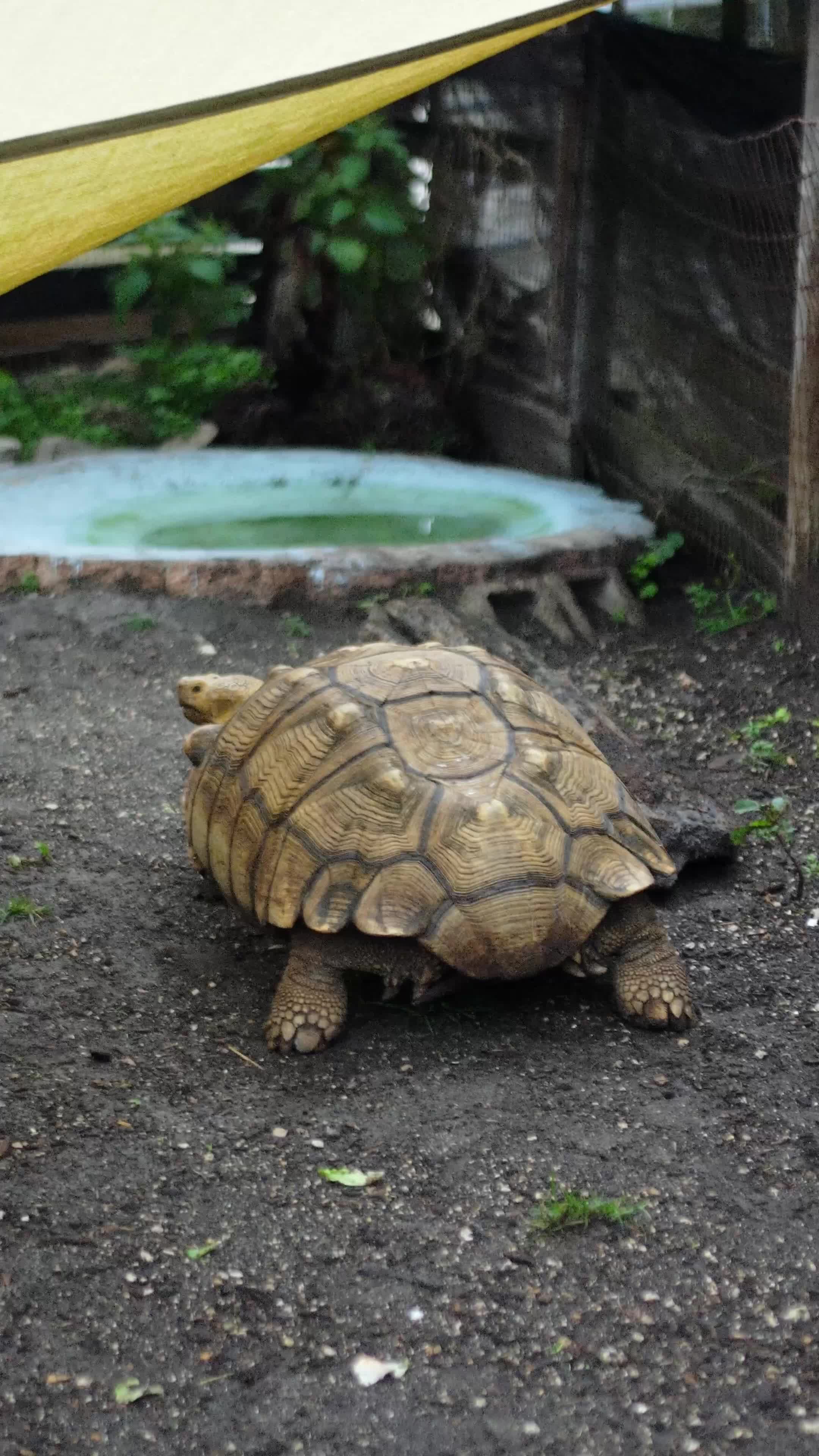 Tortoise Walking Videos, Download The BEST Free 4k Stock Video Footage ...