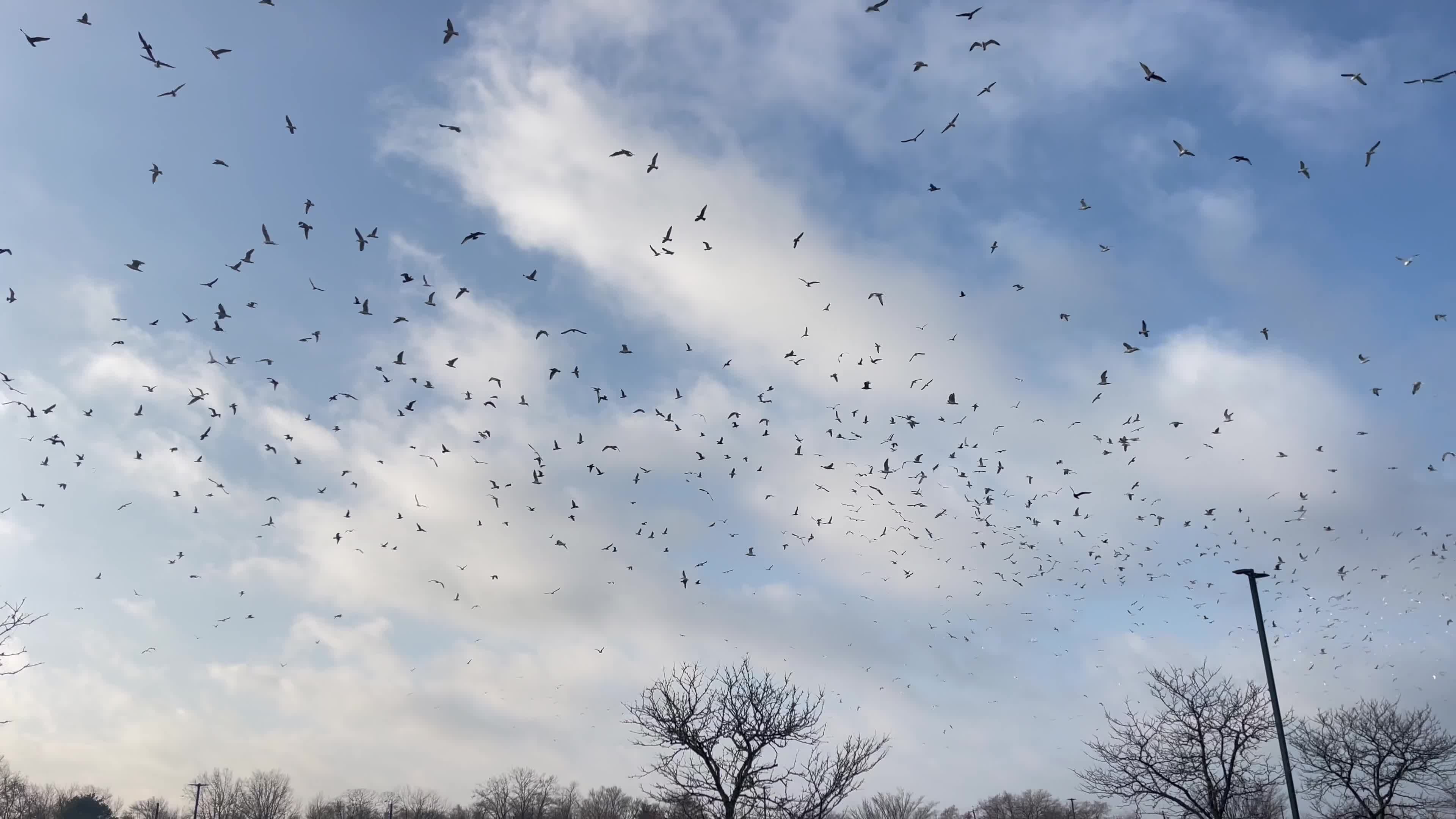 Aerial View of Birds Flocking in Winter Sky Free Stock Video Footage ...