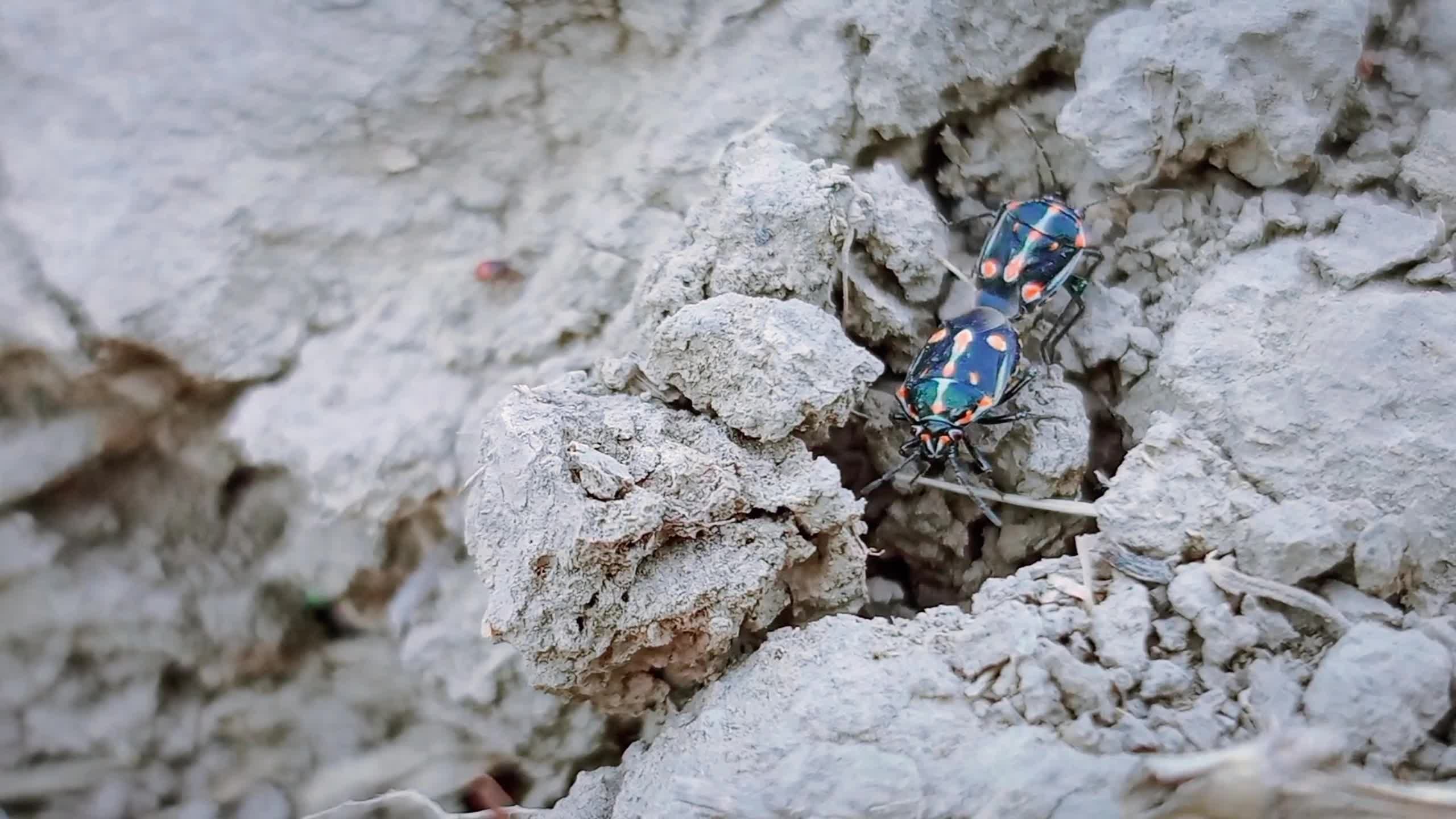 Close-Up of Colorful Beetle on Rocky Terrain Free Stock Video Footage ...