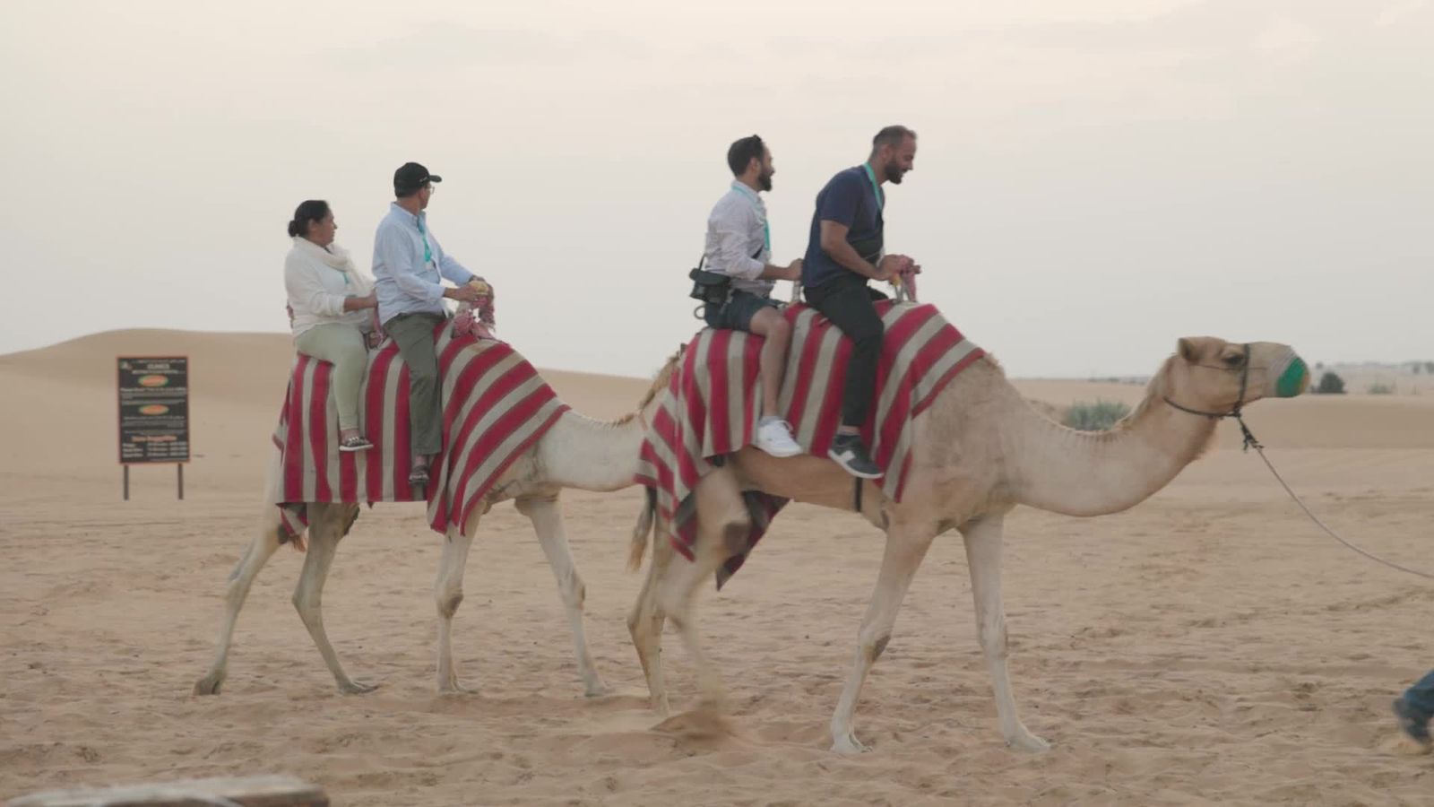 cute camels resting in the desert Free Stock Video Footage, Royalty ...