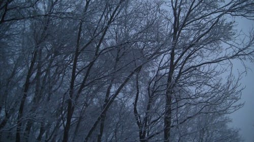 在一个阴沉的冬日的低角度镜头雪覆盖的树木