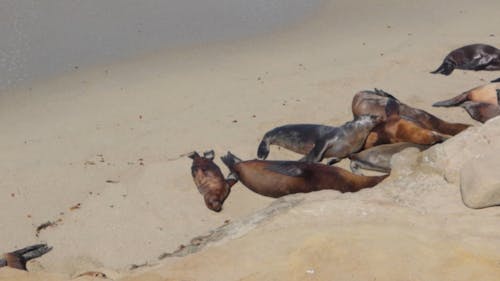 Una Colonia Di Leoni Di Mare Che Riposa Su Una Spiaggia