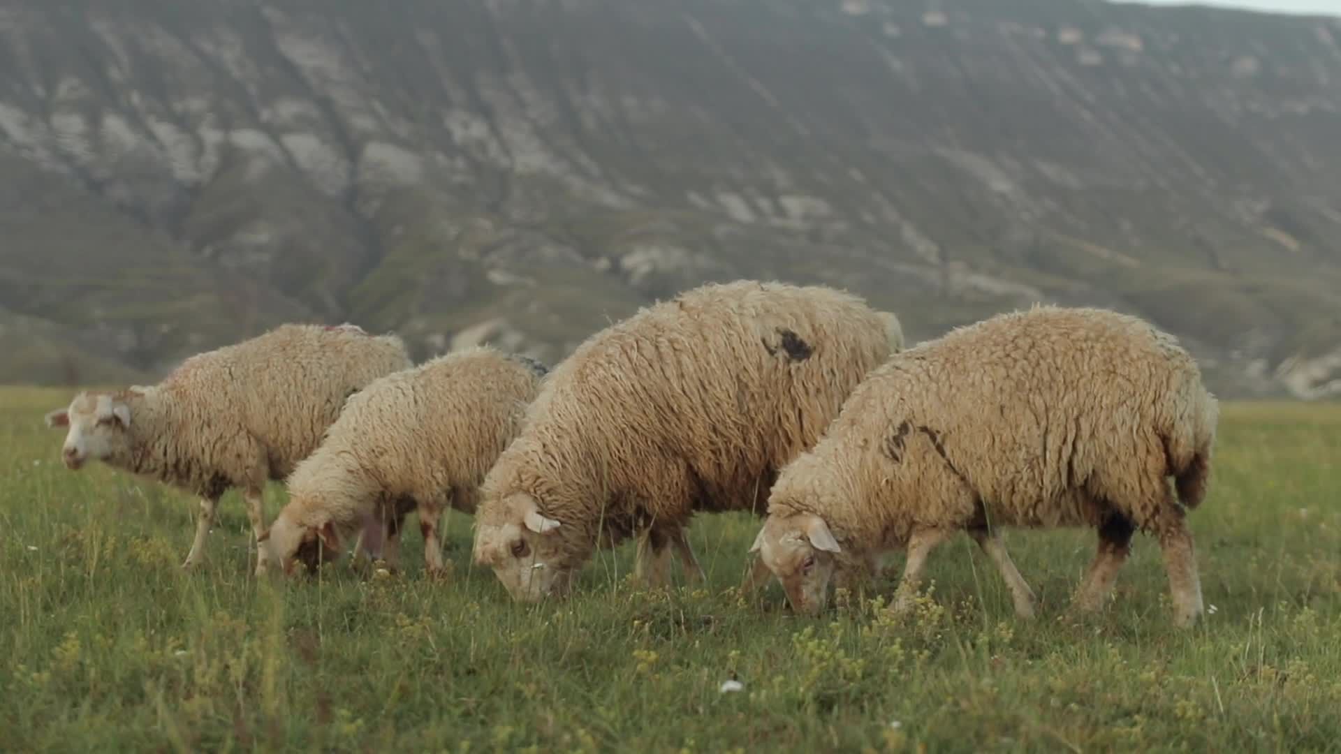 Grazing Sheep in Scenic Mountain Pasture Free Stock Video Footage ...