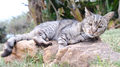 Um Gato Descansando Em Uma Rocha