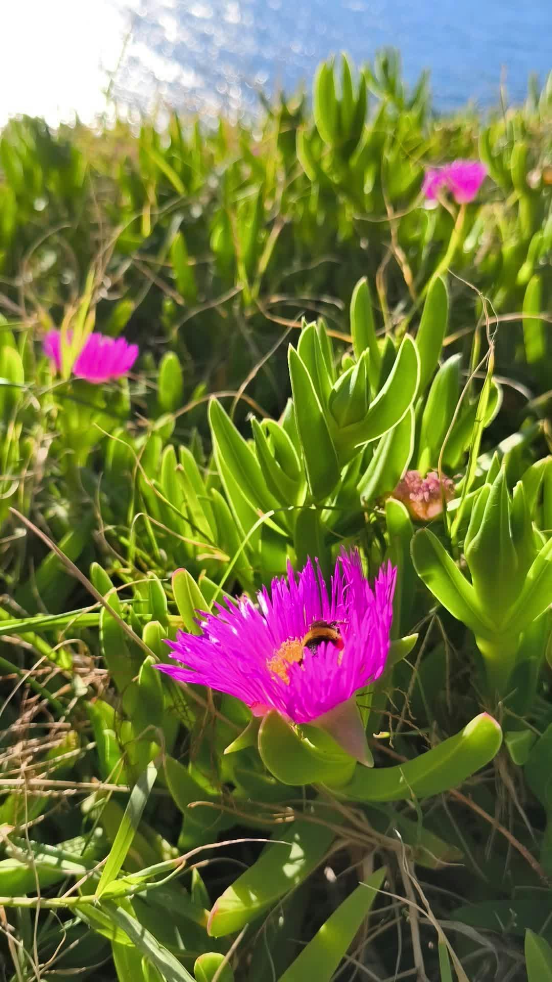 Video by Alyona Nagel