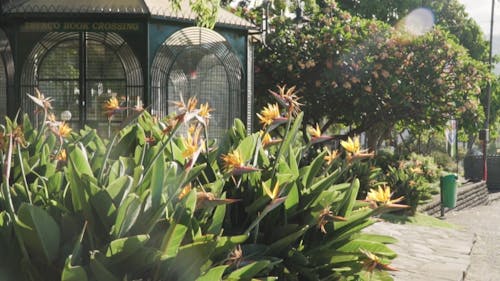 Una Jaula Rodeada De Plantas Con Flores