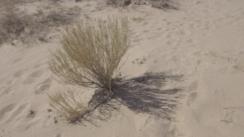 A Bush Swaying With The Wind On Dry Sandy Ground Surrounded By Footprints