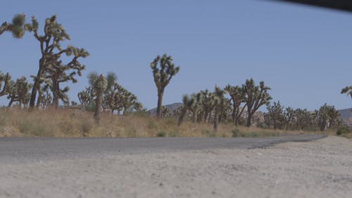 Los Vehículos De Motor Que Viajan Por Una Carretera Con árboles De Cactus En El Borde De La Carretera