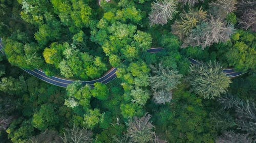 上から森の緑豊かな植生の周りをジグザグに進む道路の映像