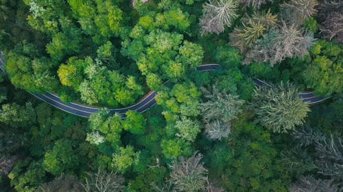 从上方的森林中郁郁葱葱的植被曲折的道路的镜头