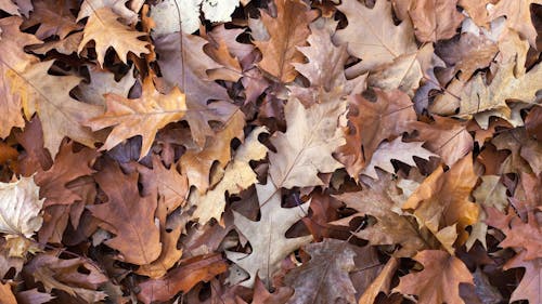 Кадры остановки движения кучи сушеных листьев на земле