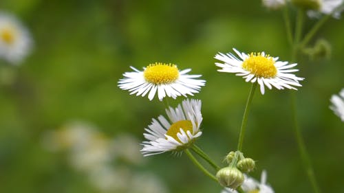 Culturing A Chamomile Flower Plant