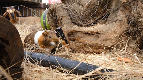 Guinea Pigs On Hay Inside A Cage