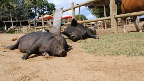 농장에서 길 들여진 돼지 목장 근처의 땅에 휴식