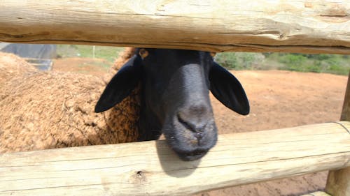 A Sheep In A Field Cage