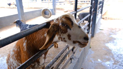 People Feeding The Goats In A Farm