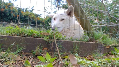 Собака отдыхает на земле за проволочным забором