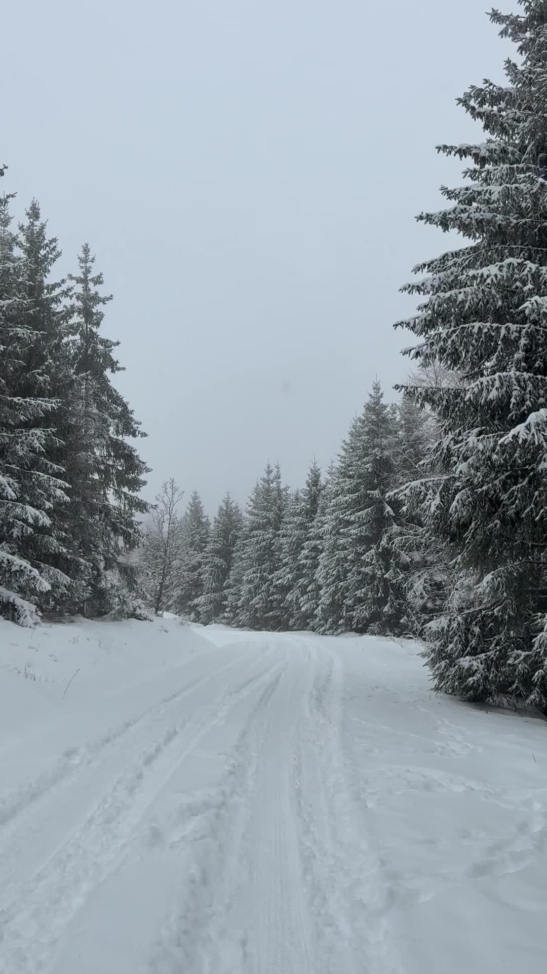 A snow covered road with trees on either side Free Stock Video Footage ...