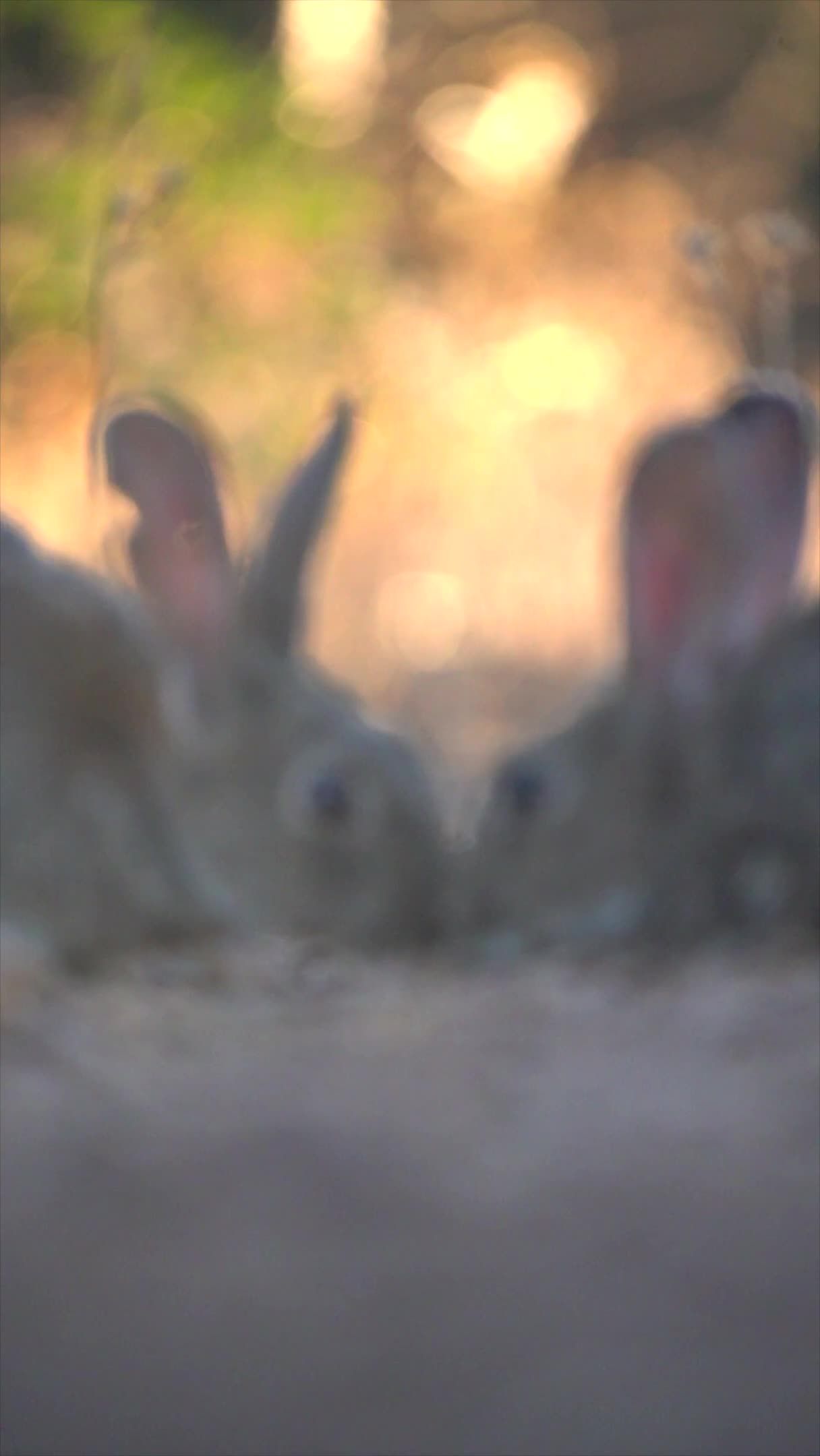 Bunny Behavior Videos, Download The BEST Free 4k Stock Video Footage
