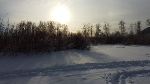 Drone Landscape of Snowy Winter Forest at Dawn Free Stock Video Footage ...