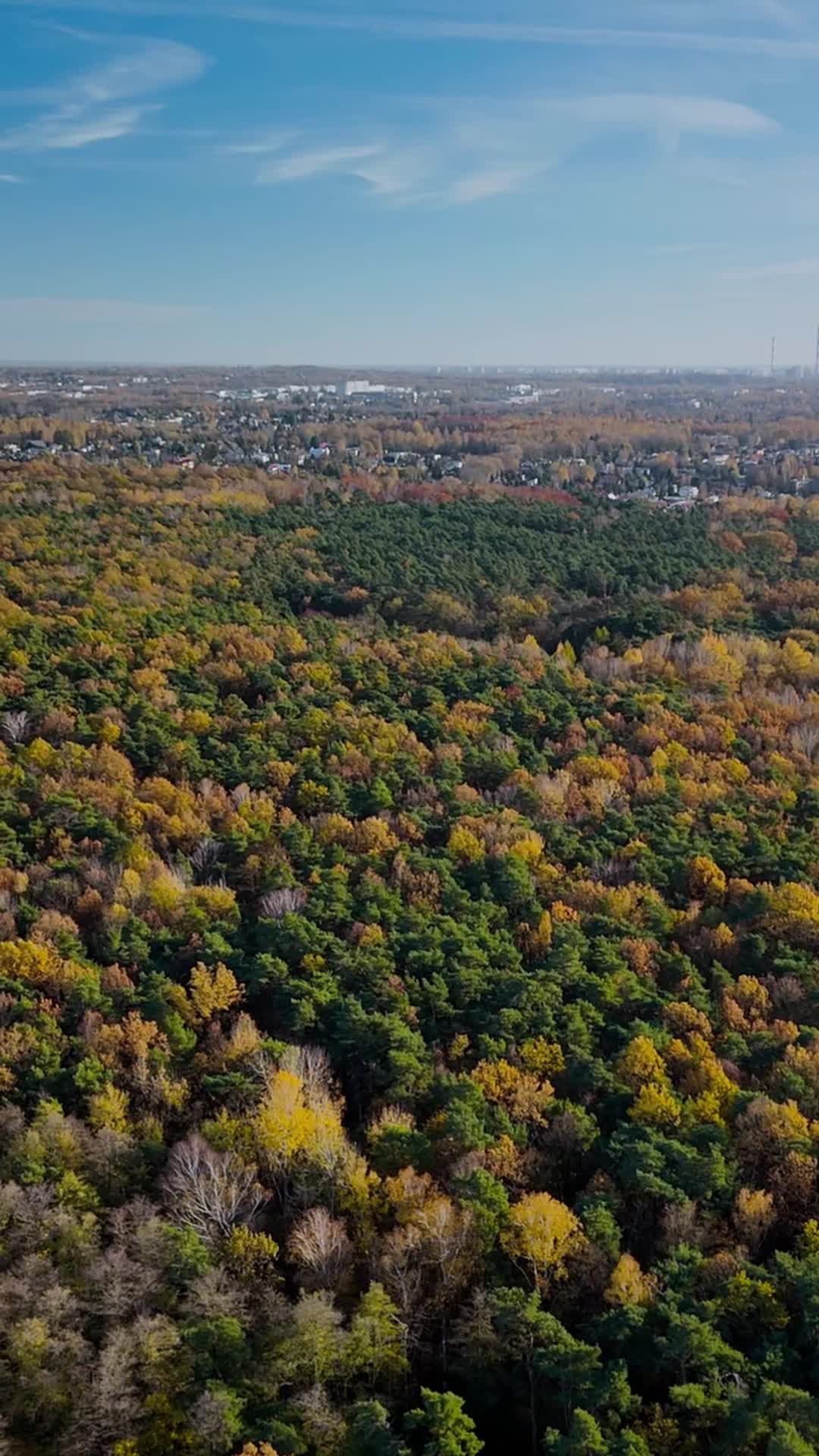 Stunning Aerial View of Autumn Forest Free Stock Video Footage, Royalty ...