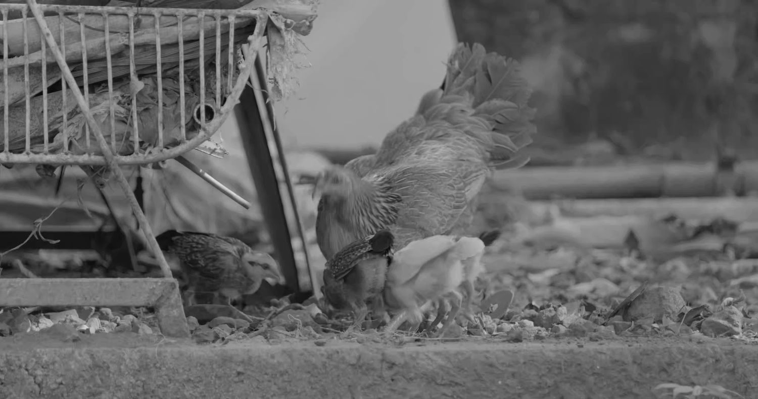 Chick Hatching Videos, Download The BEST Free 4k Stock Video Footage ...