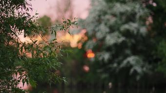 春视频素材免费下载高清视频视频素材视频素材