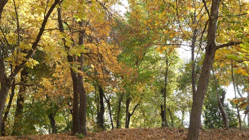 Bomen En Zijn Omgevallen Bladeren Tijdens De Herfst