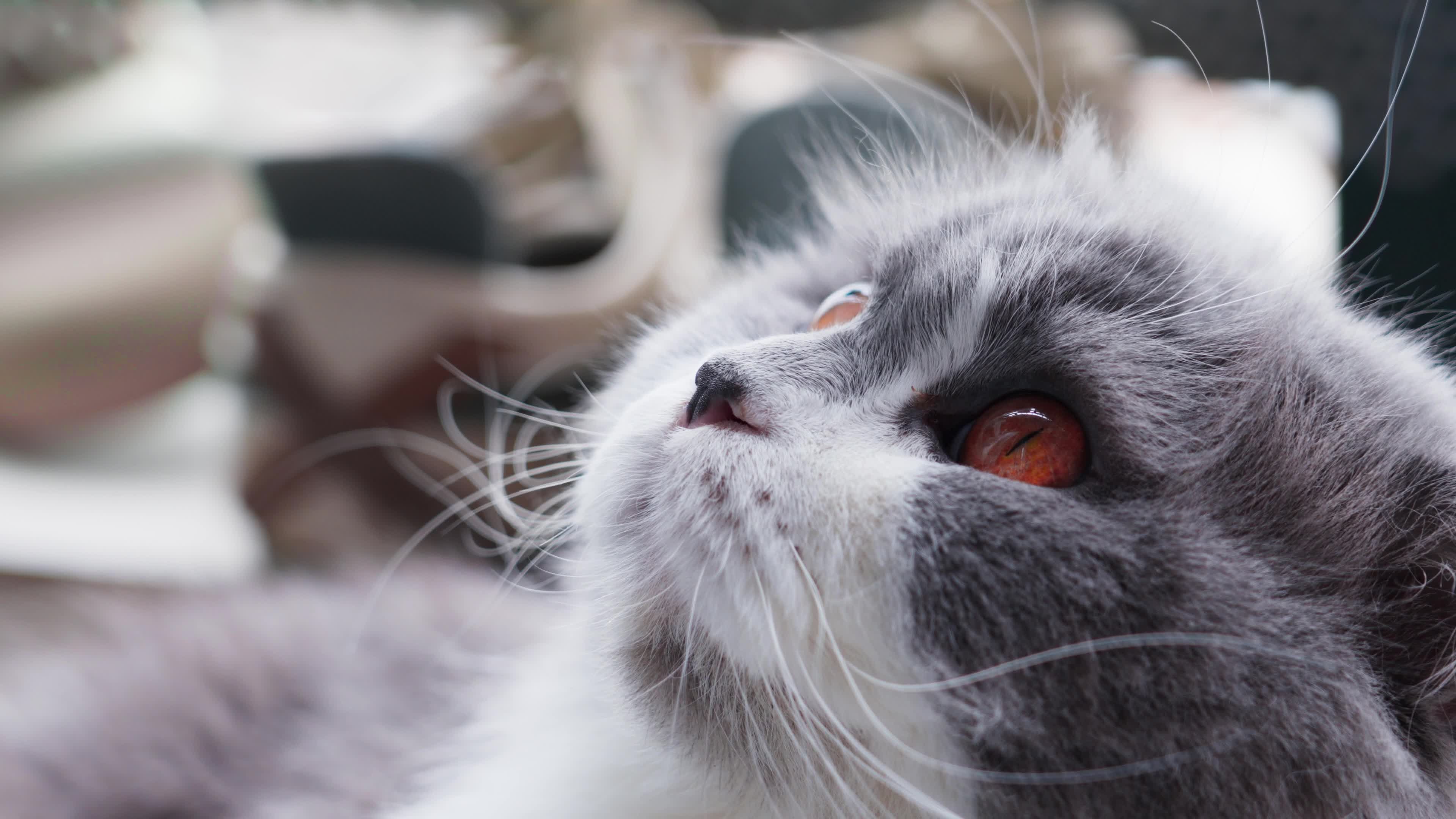 Charming Cat Gazes Upwards with Curiosity Free Stock Video Footage ...
